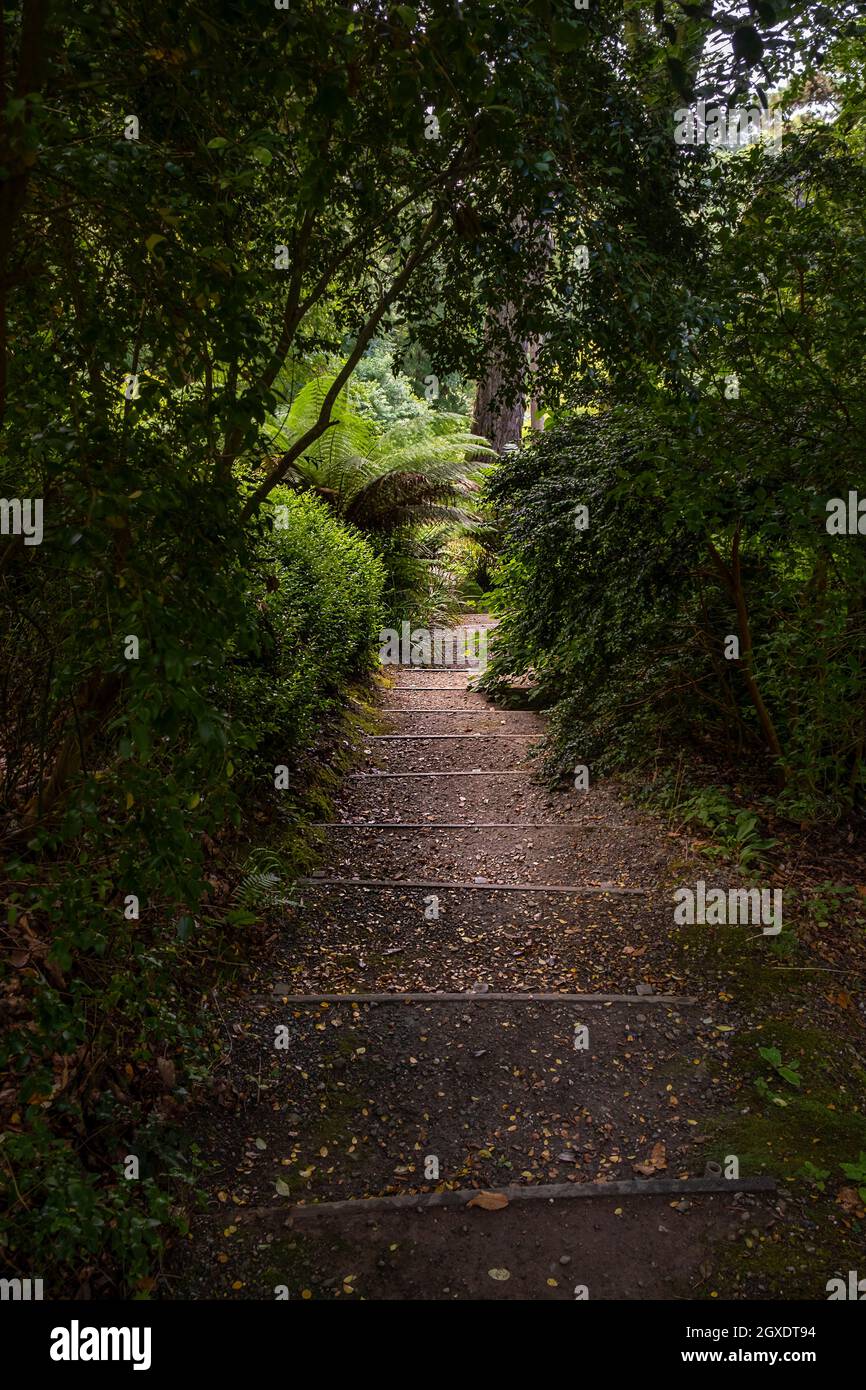 Steps leading down in the lush vegetation in the sub tropical Trebah Gardens in Cornwall. Stock Photo