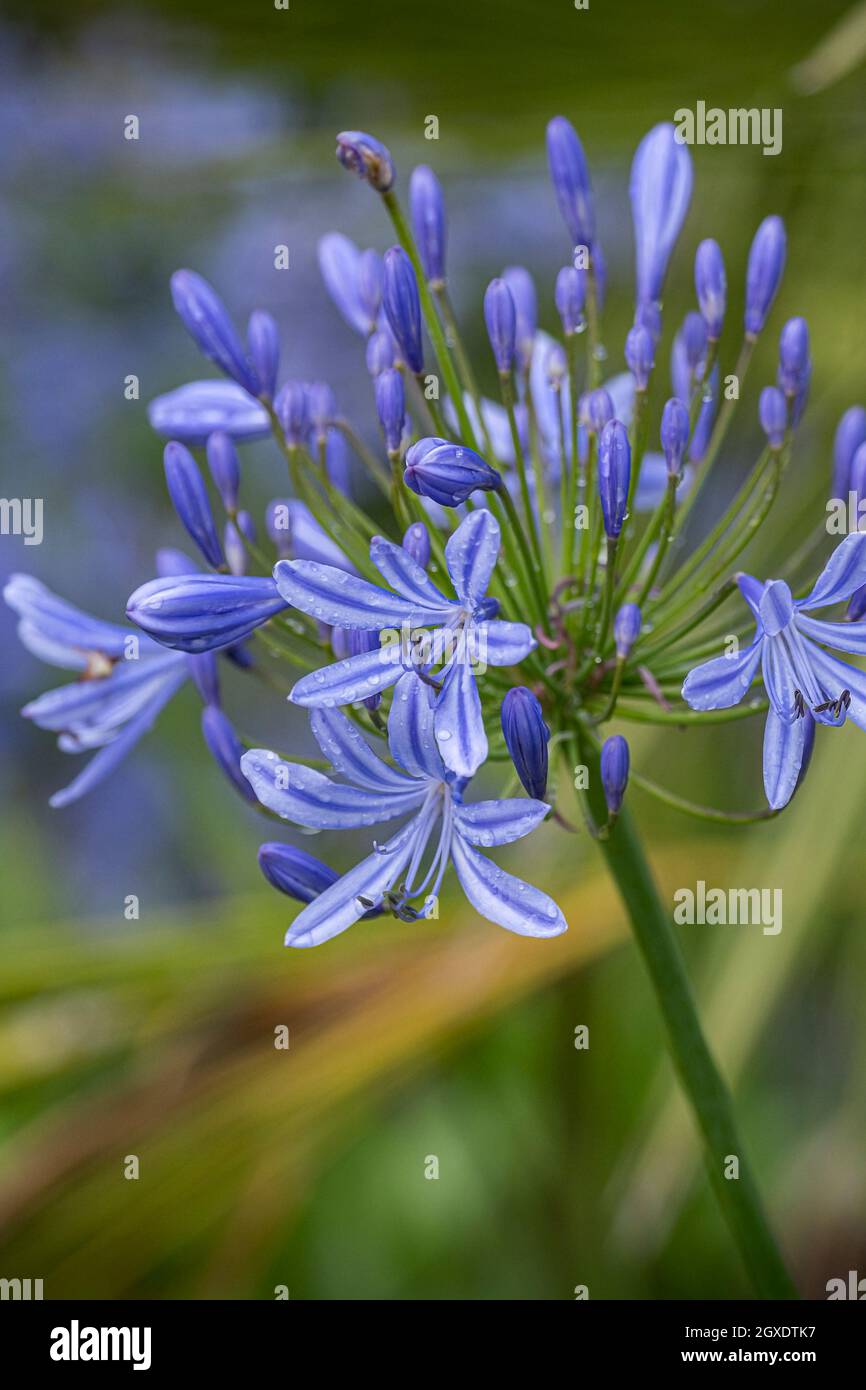 The fragile delicate flowers of the Agapanthus plant in a garden. Stock Photo