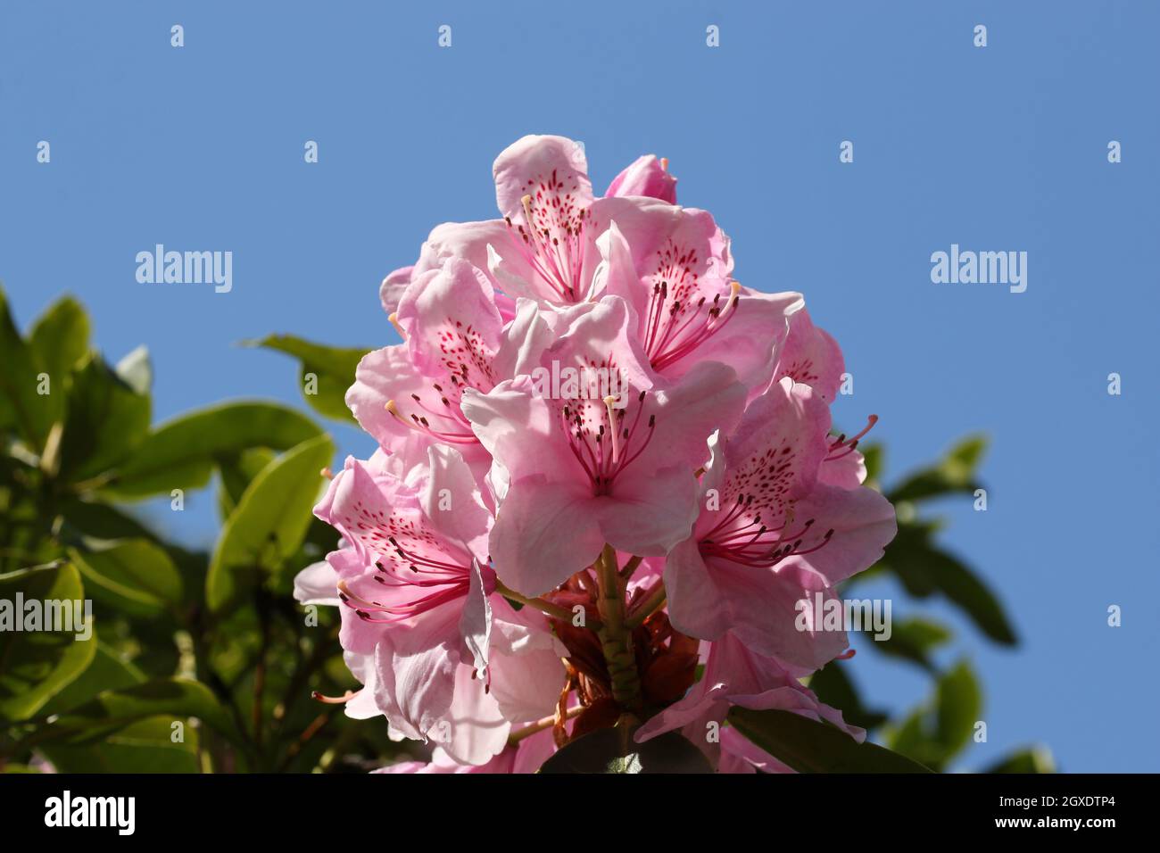 Pink Rhododendron flowers with dark pink spots on the petals with a blurred background of leaves and blue sky and good copy space. Stock Photo