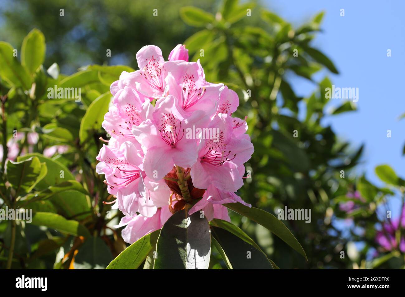 Pink Rhododendron flowers with dark pink spots on the petals with a blurred background of leaves and blue sky and good copy space. Stock Photo