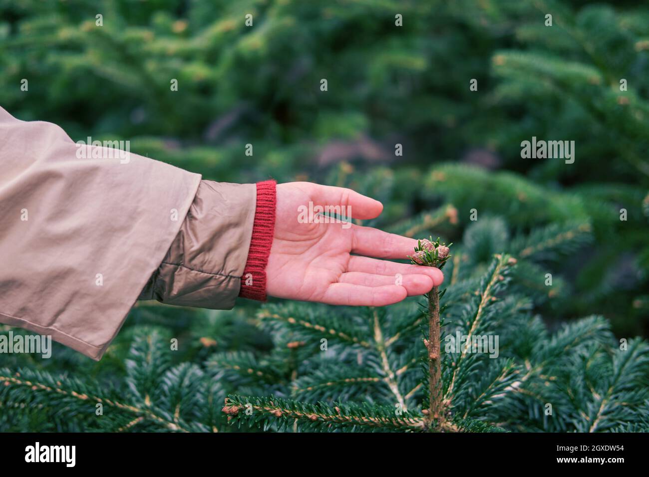 Woman buys christmas tree hi-res stock photography and images - Alamy