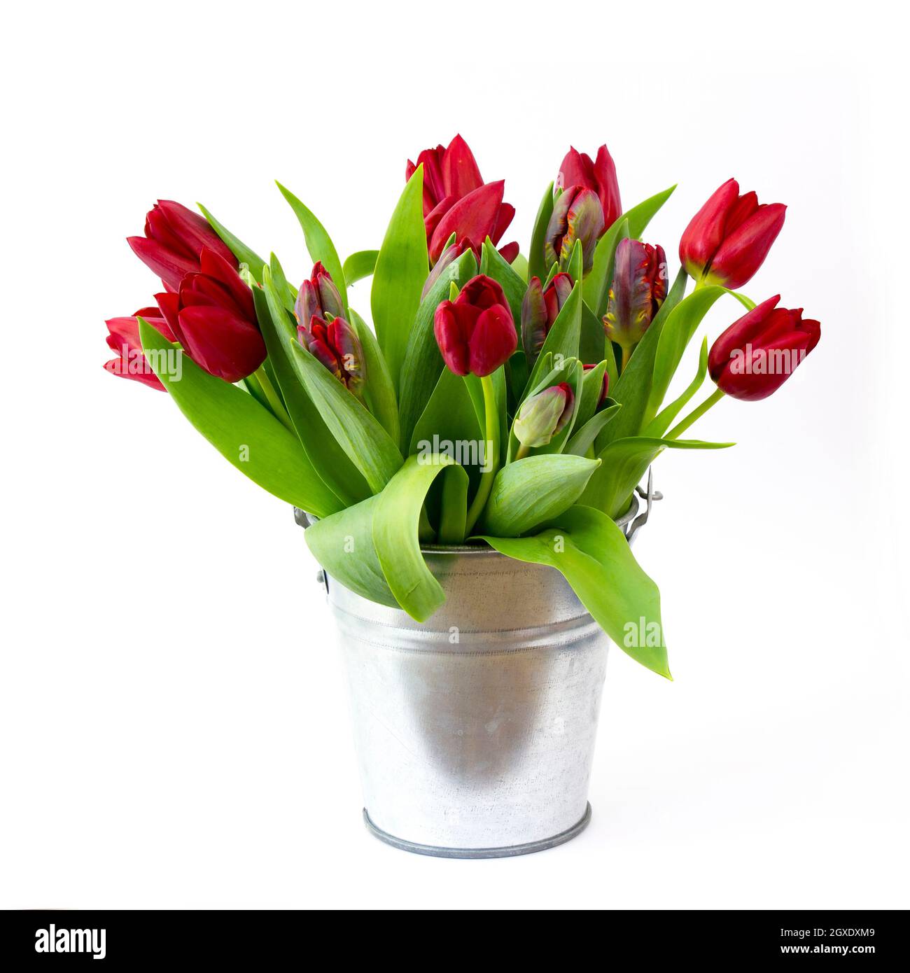 red tulips in a bucket on white background Stock Photo - Alamy