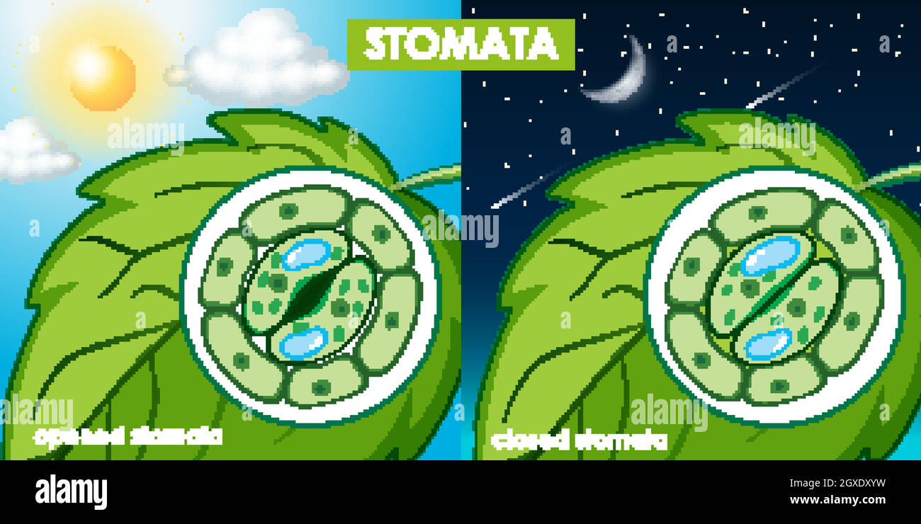 Diagram showing plant cell Stock Vector Image & Art - Alamy