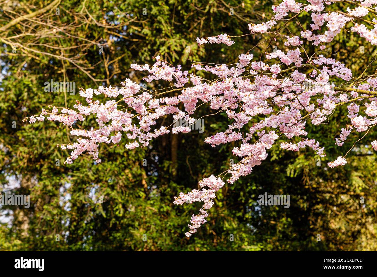 Beautiful blooming tree at light blue sky background Stock Photo - Alamy