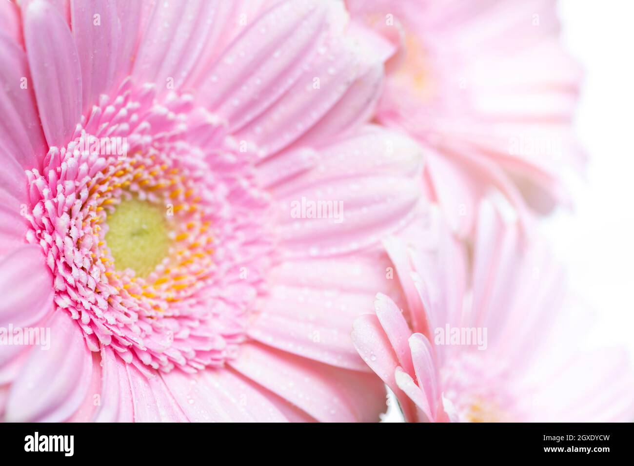 Still life of flowers on white background Stock Photo - Alamy