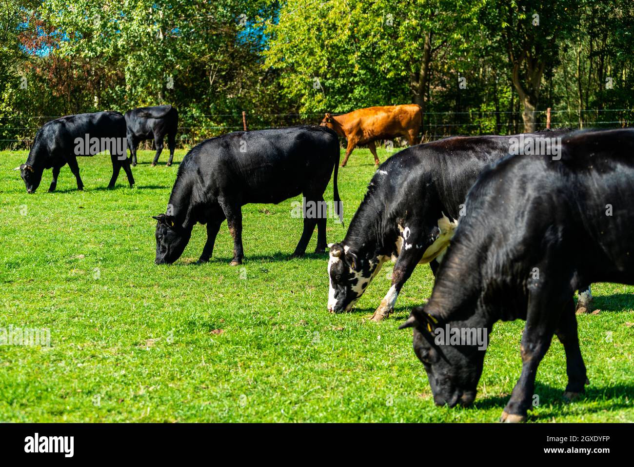 Cattle in the meadow. Cows on a green field Stock Photo - Alamy