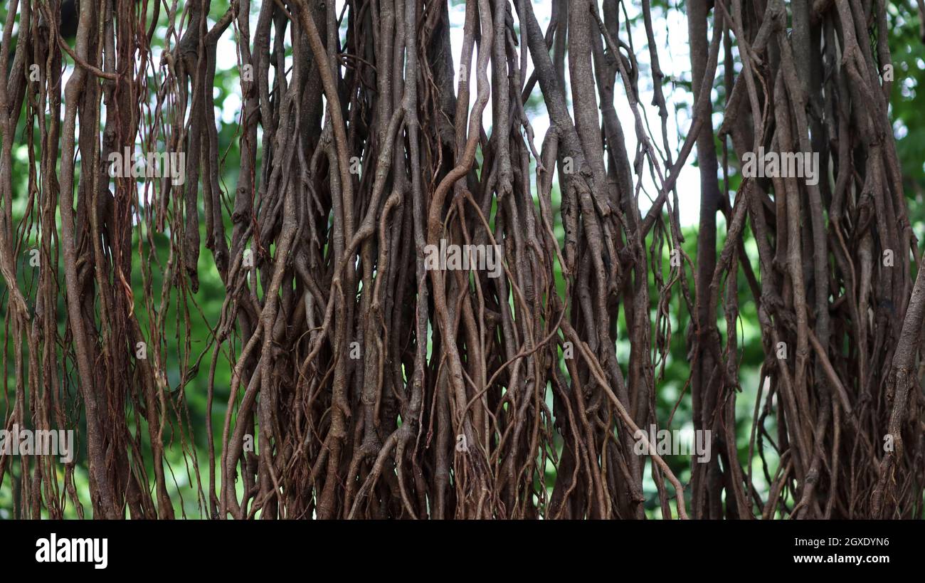 The dense tentacles of the banyan tree Stock Photo