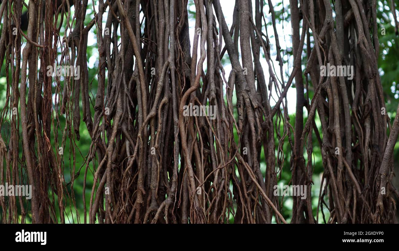 The dense tentacles of the banyan tree Stock Photo