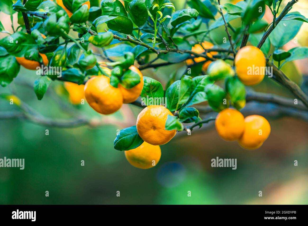 Oranges branch with green leaves on tree Stock Photo