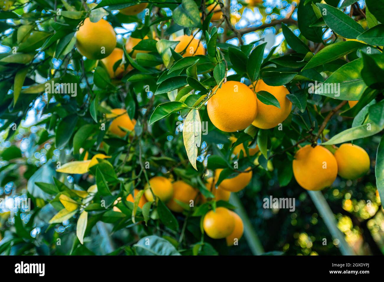 Oranges branch with green leaves on tree Stock Photo