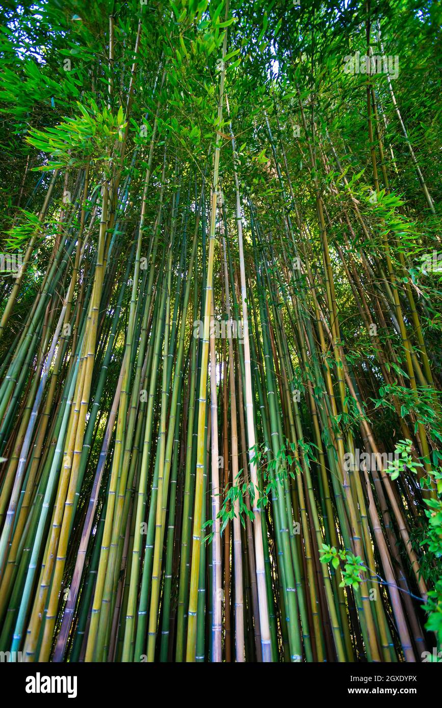 Lanscape of bamboo tree in tropical rainforest Stock Photo Alamy
