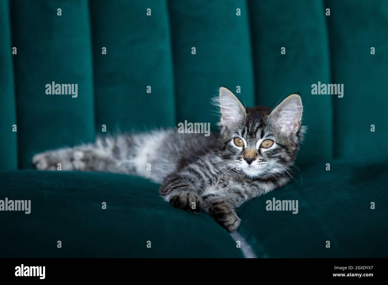 Kitten lying on the green sofa Stock Photo