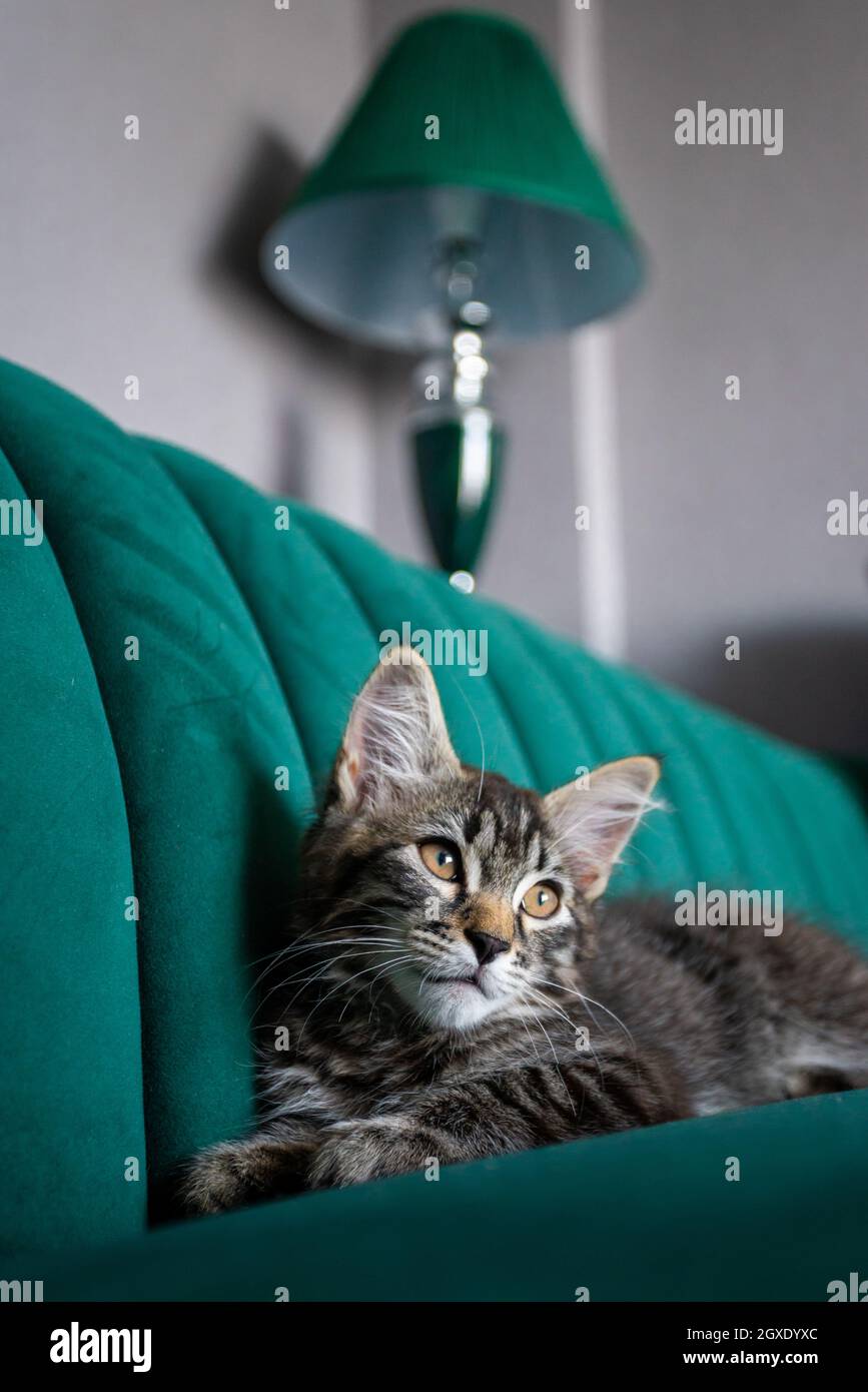 Kitten lying on the green sofa Stock Photo