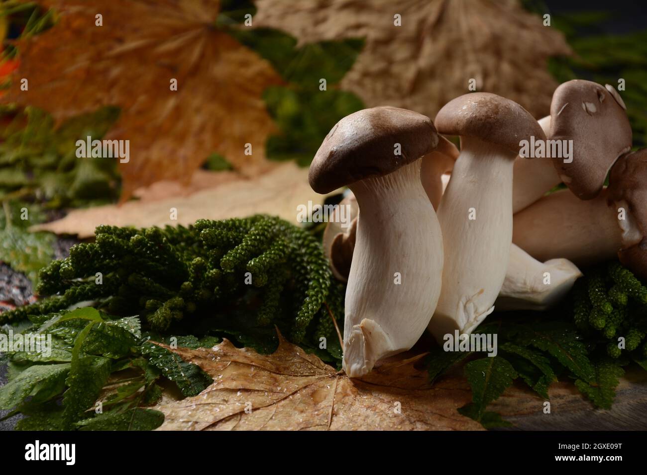 King oyster mushrooms composition hires stock photography and images