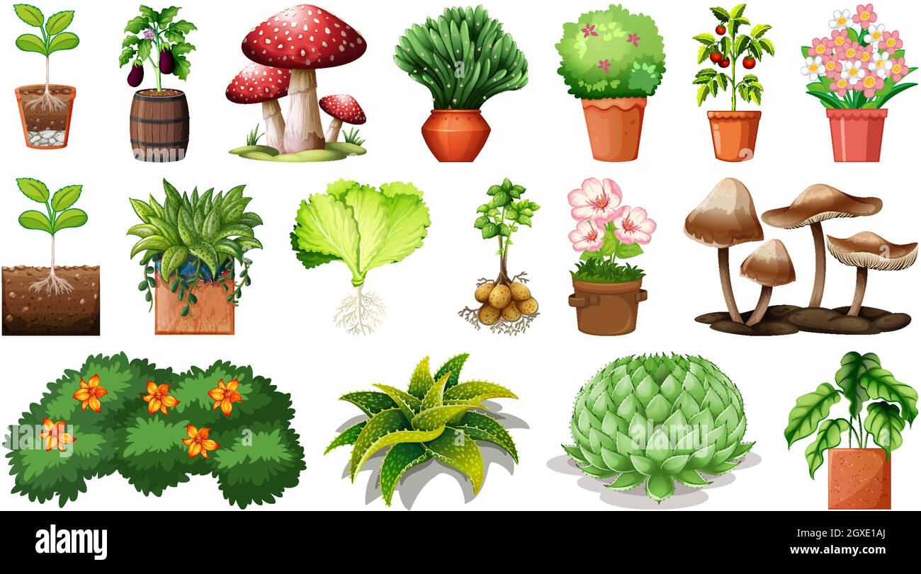 Set of different plants in pots isolated on white background Stock ...