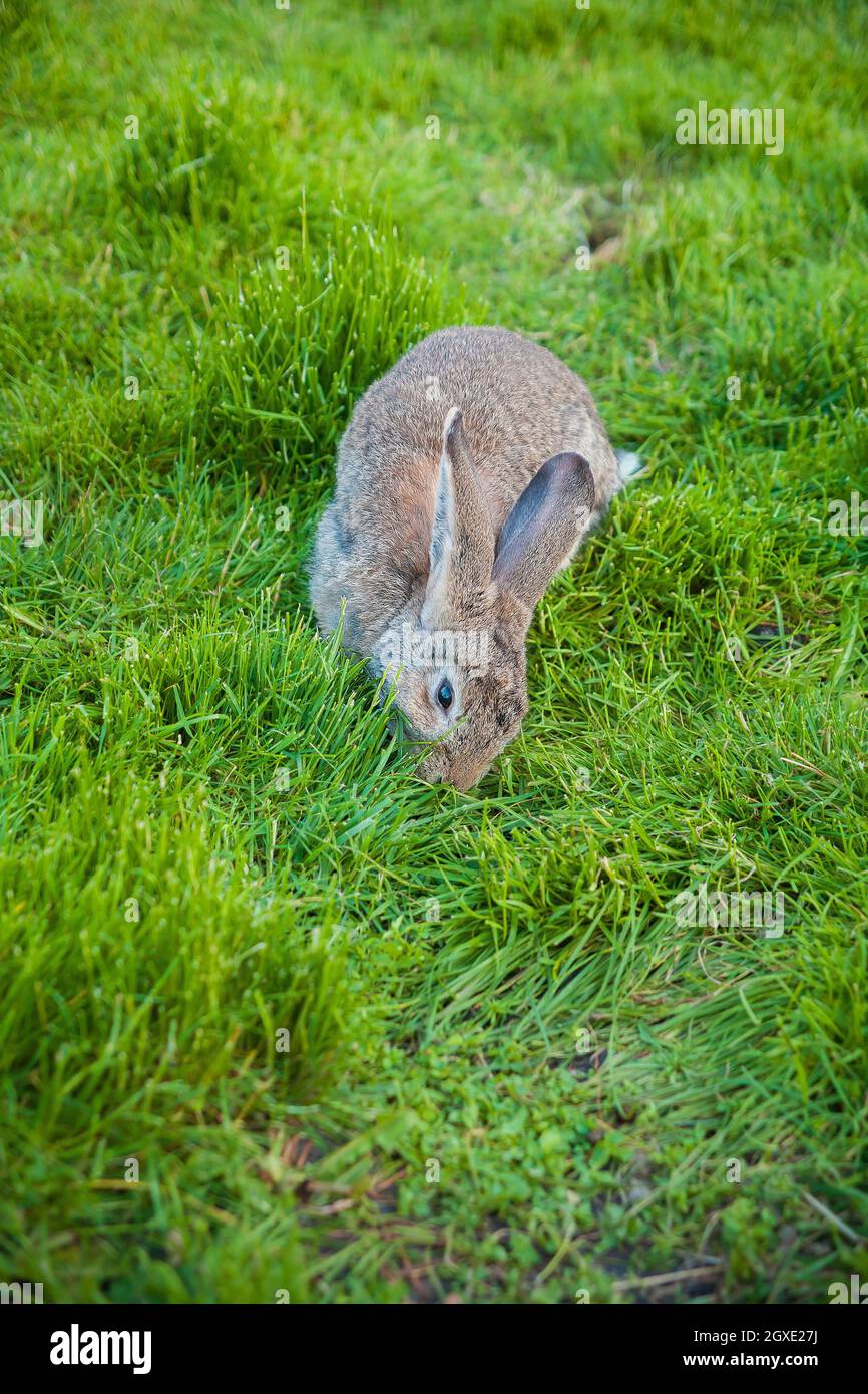 One rabbit eats grass in the garden Stock Photo - Alamy