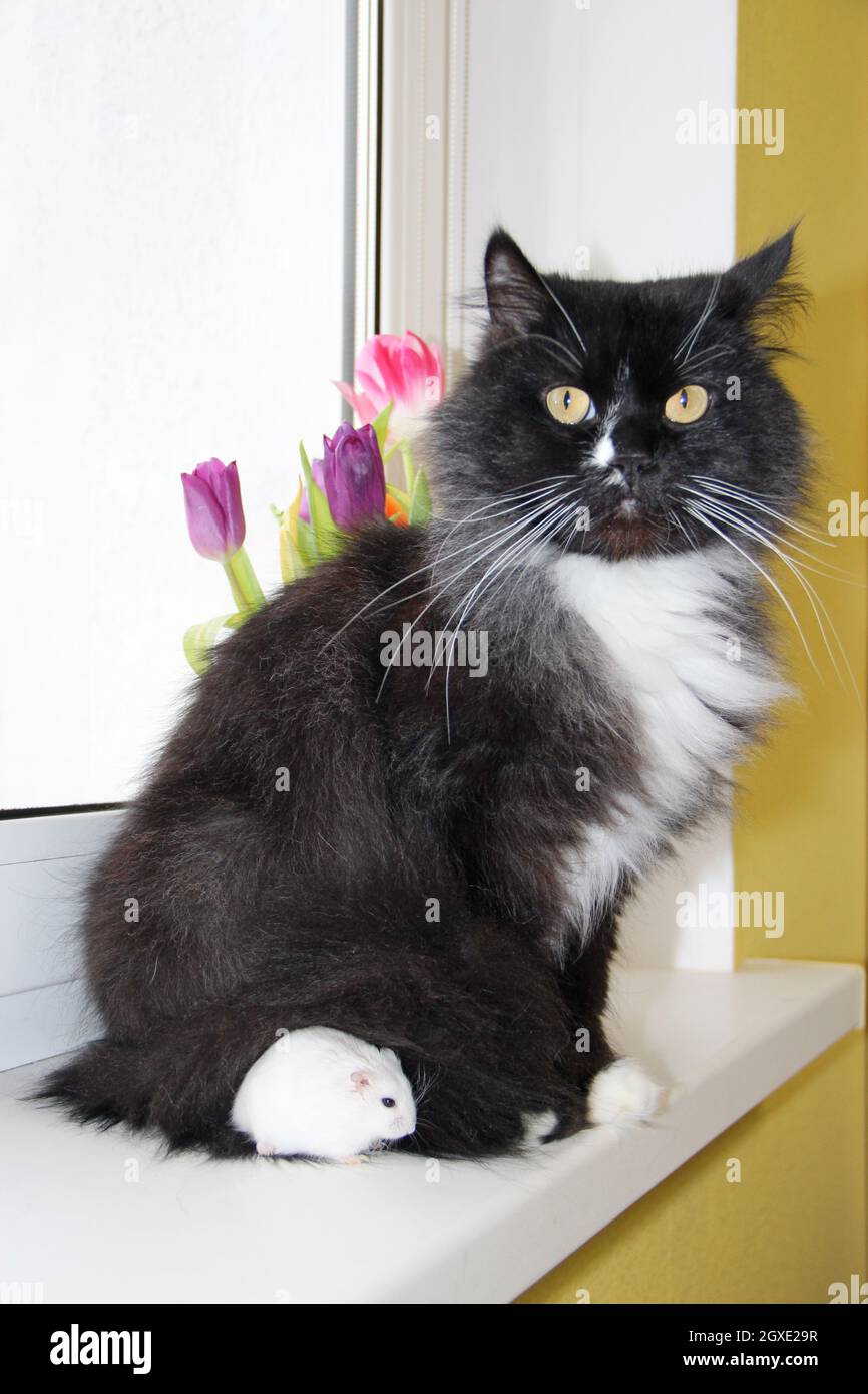 little white hamster is friend with black cat. small hamster makes