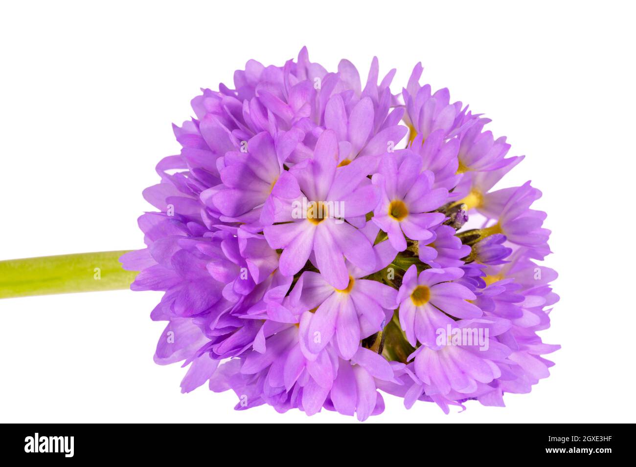 Single spring flower of primula isolated on white background, close up Stock Photo