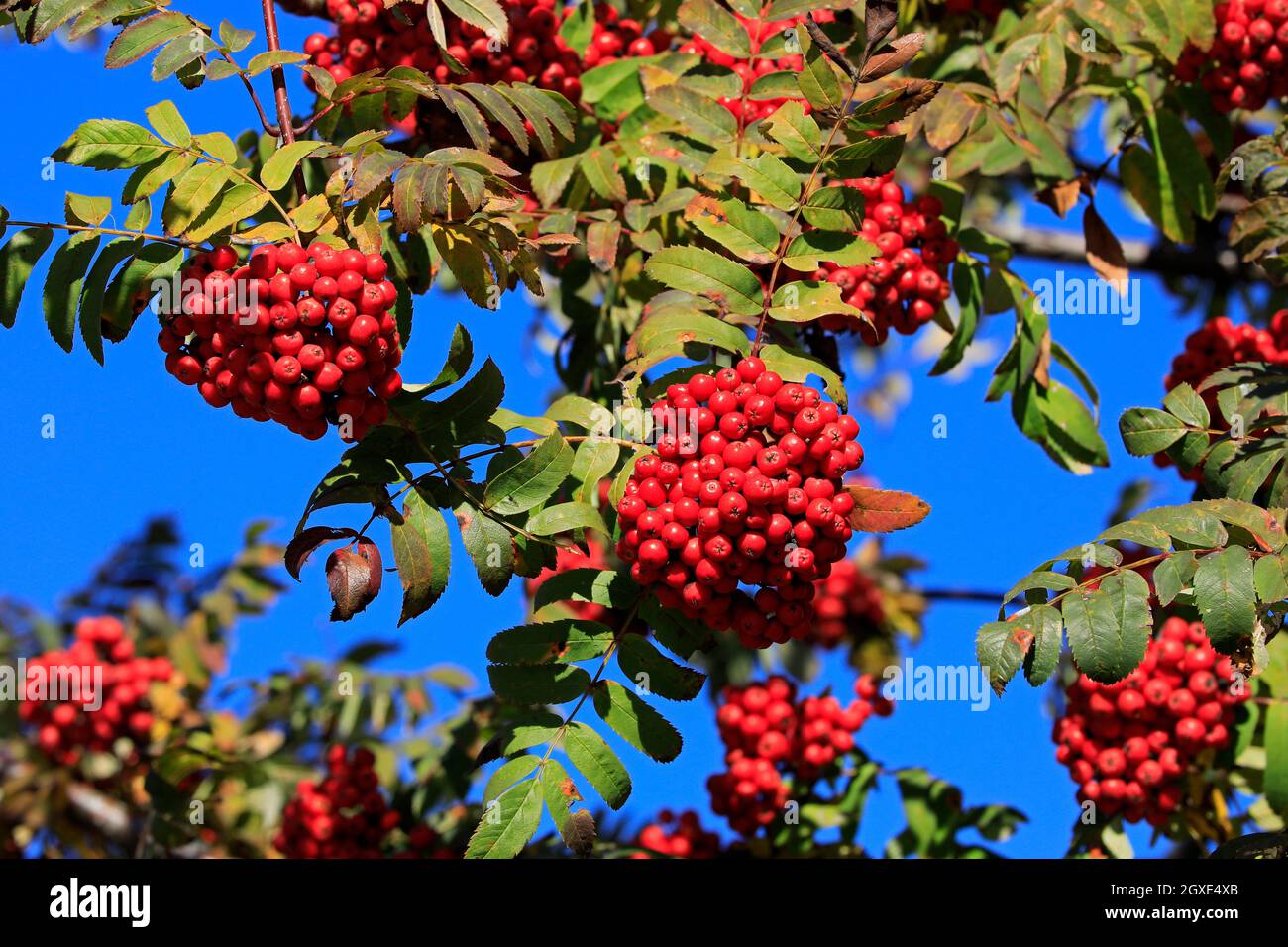Rowan, Sorbus aucuparia, berries are abundant, but the trees suffer