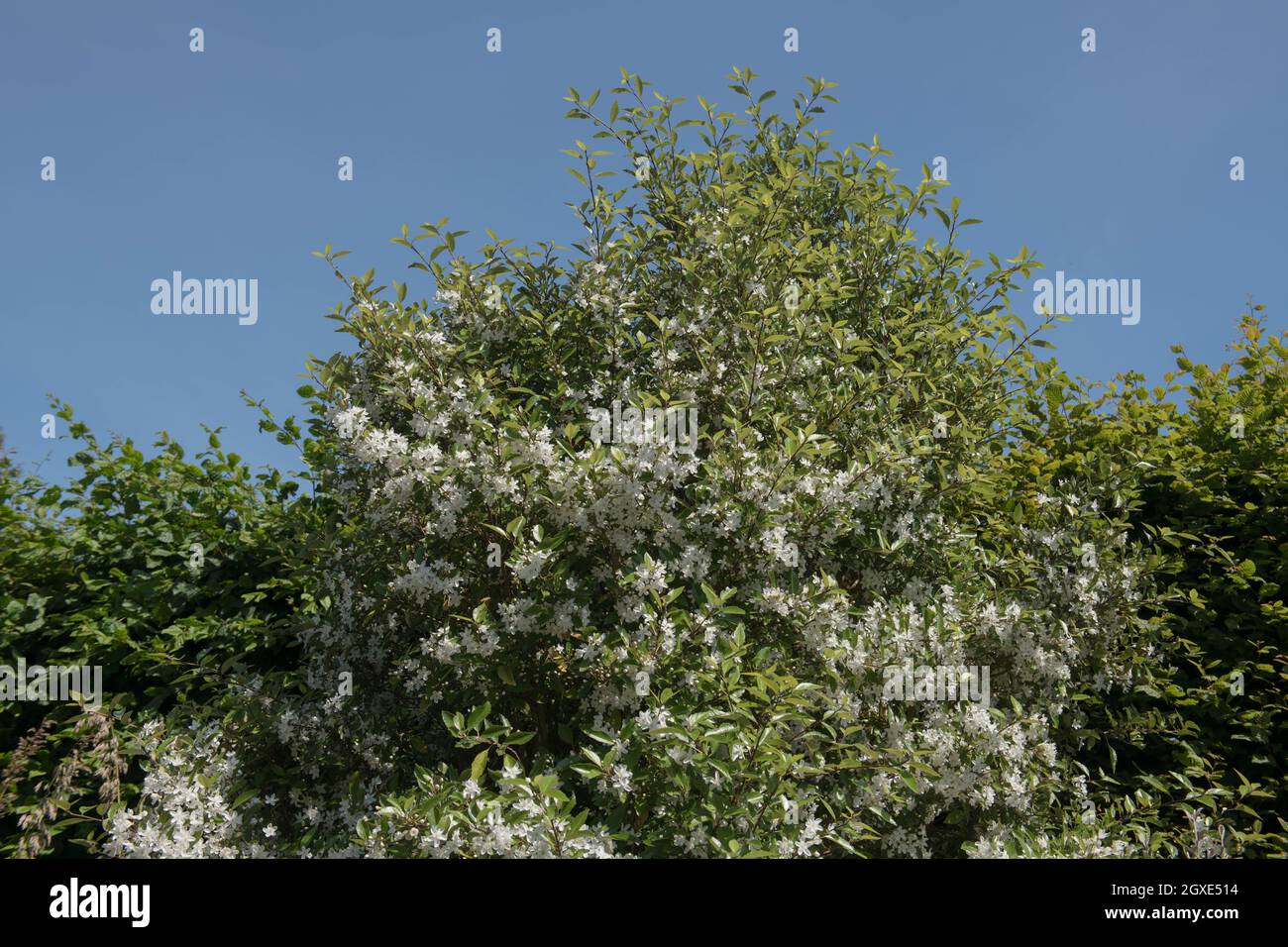Summer Flowering White Flowers of an Evergreen Long Leaved Lacebark or Ribbonwood Tree (Hoheria sexstylosa) with a Bright Blue Sky Background Stock Photo