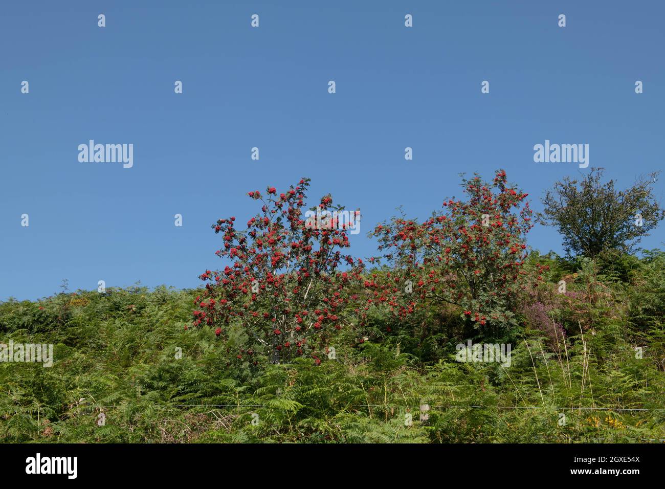 Late Summer Red Berries on a Deciduous Mountain Ash or Rowan Tree (Sorbus aucuparia) Growing on Moorland  within Exmoor National Park Stock Photo