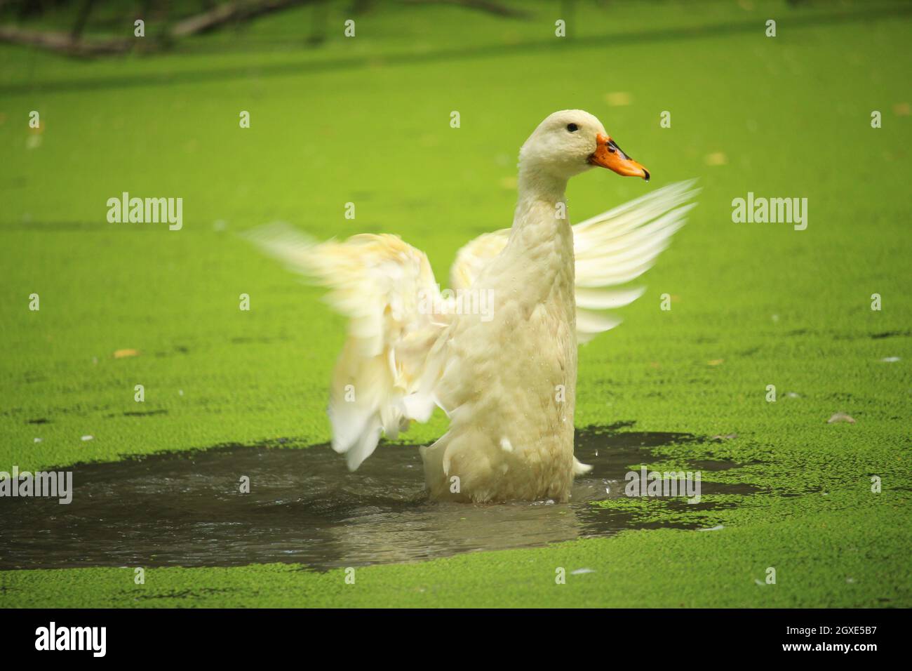 A beautiful white duck is bathing in the water of the pond Stock Photo