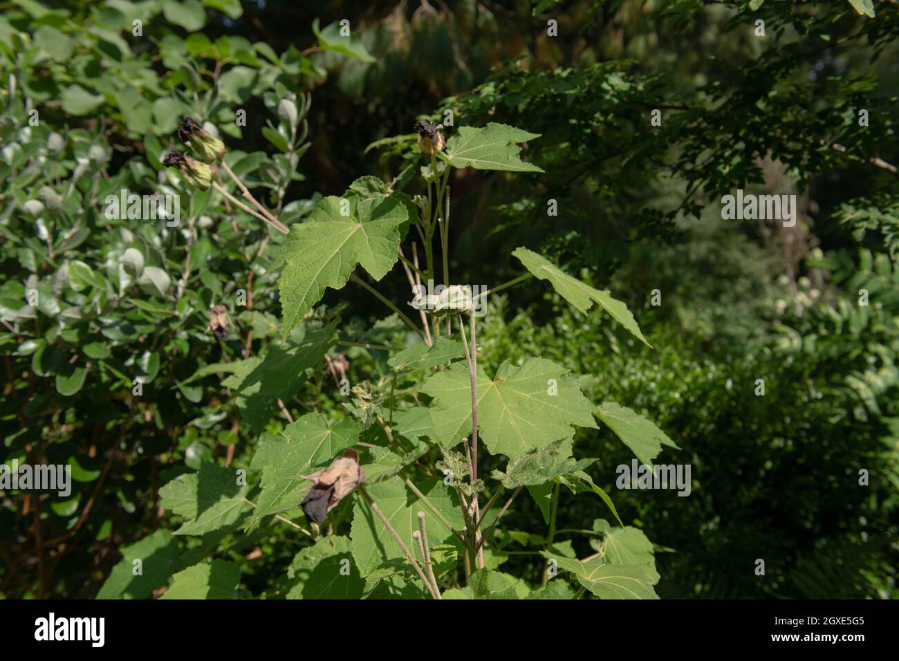 Lush Green Summer Leaves on a Mexican Bush Mallow Plant (Phymosia umbellata) Growing in a Country Cottage Garden in Rural Devon, England, UK Stock Photo