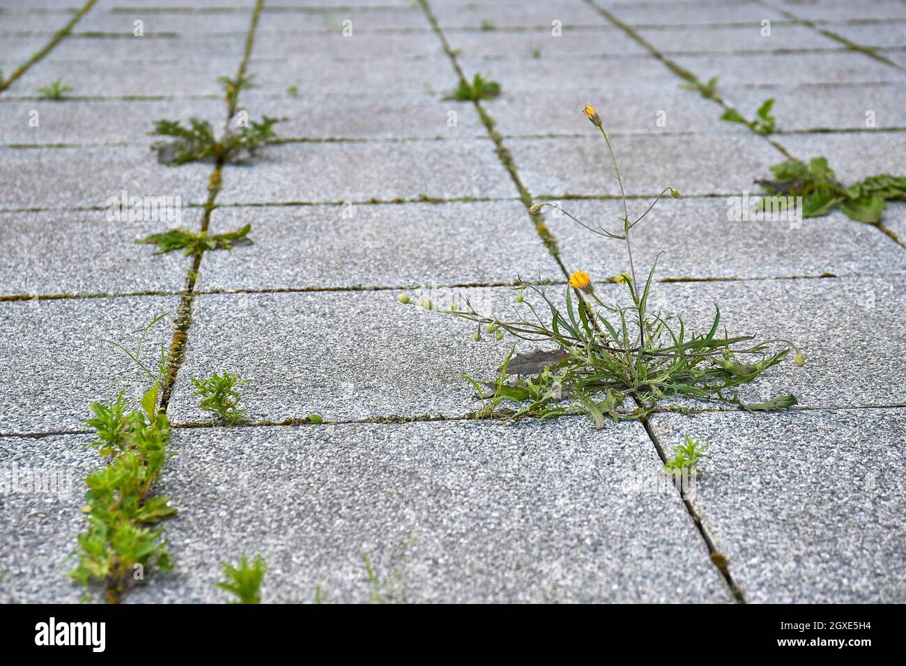 Weed growing between abandoned pavement concrete blocks Stock Photo Alamy
