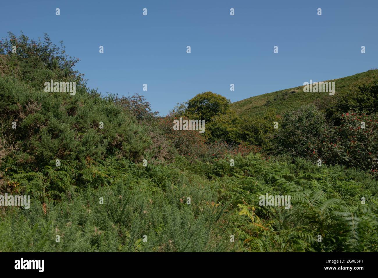 Summer Landscape of the Moorland Vegetation in the River Barle Valley within Exmoor National Park with a Bright Blue Sky Background in Rural Somerset Stock Photo