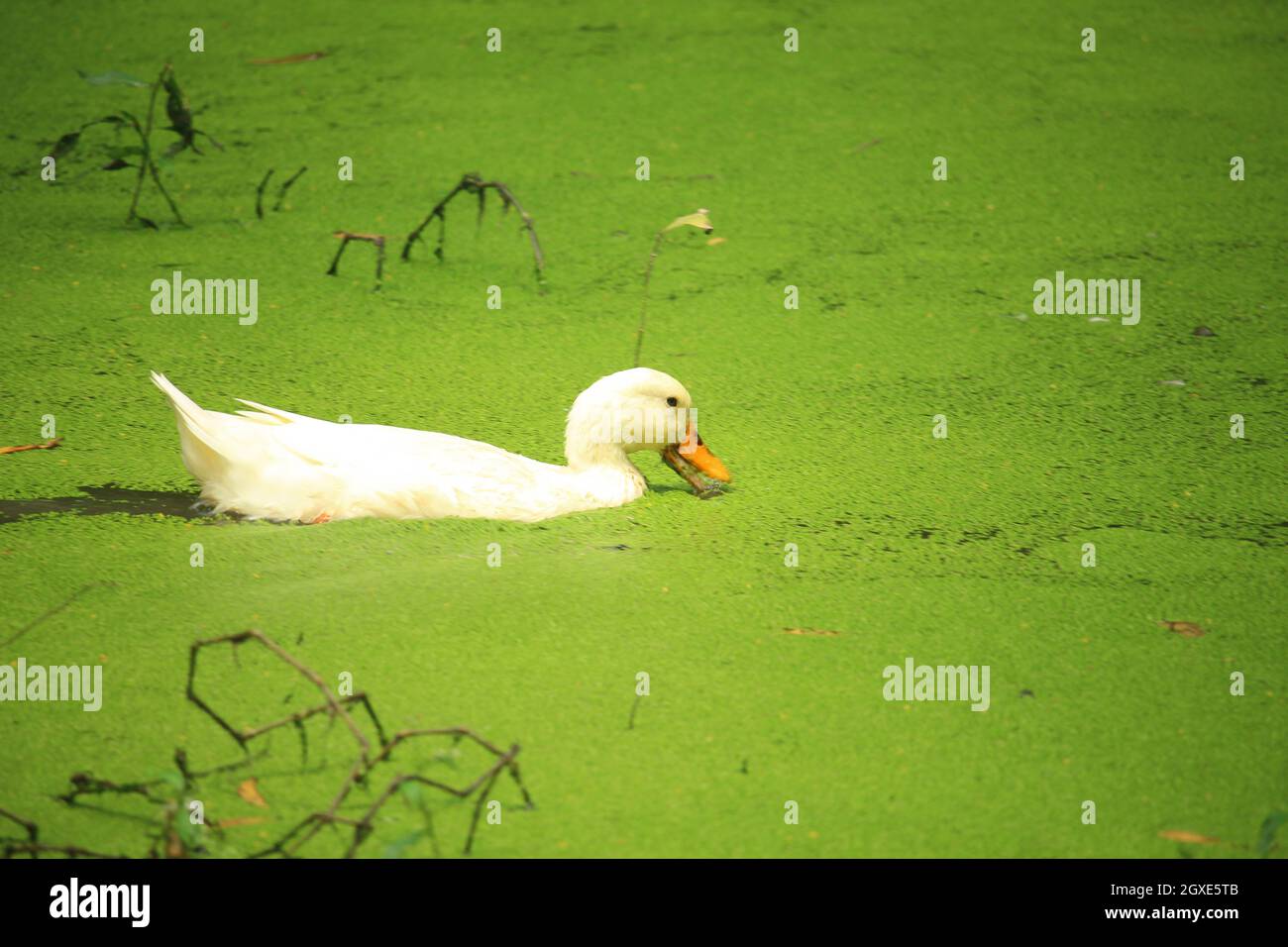 A duck has eaten algae floating in the water of a pond Stock Photo