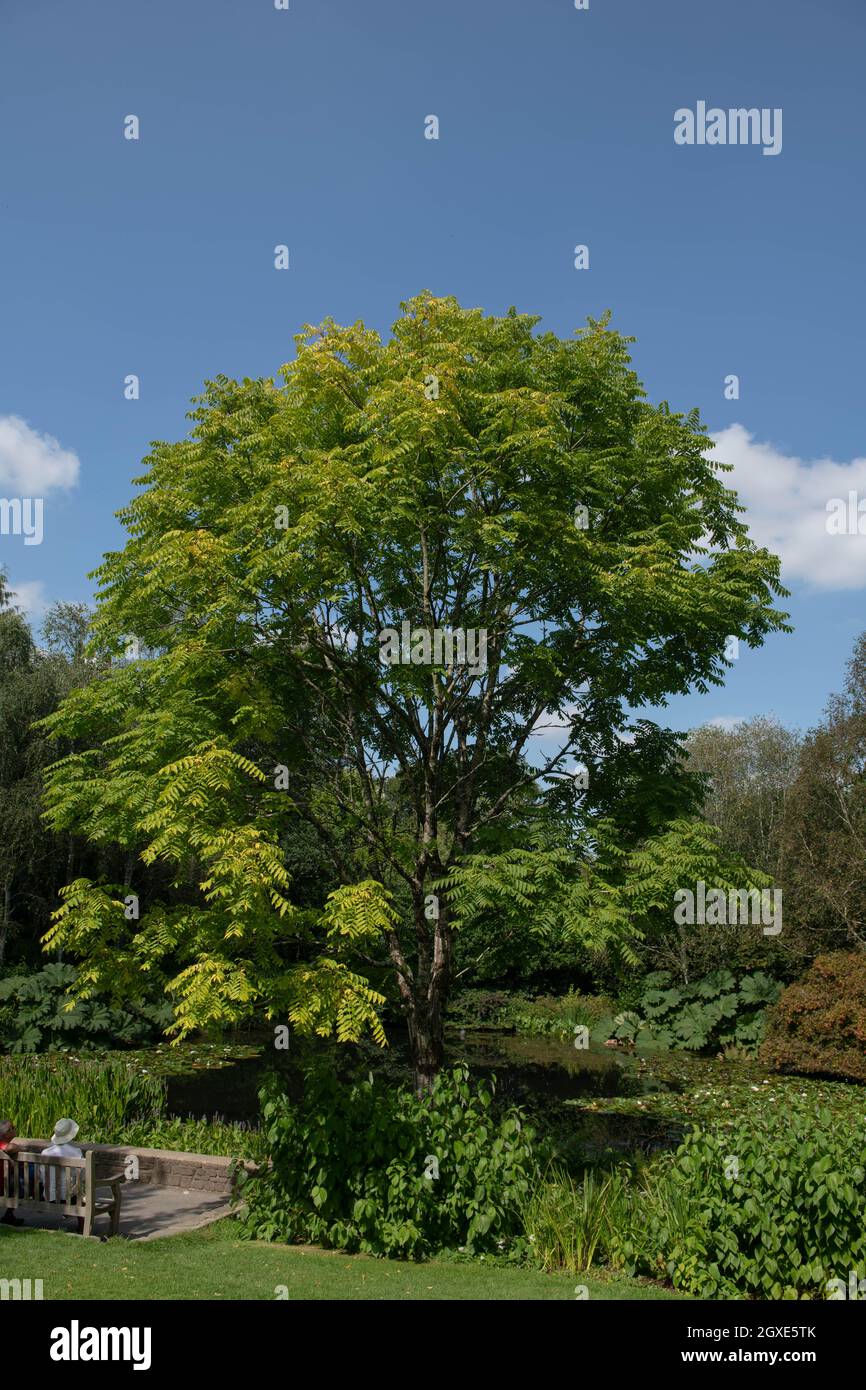 Summer Green Leaves on a Deciduous Red Toon, Chinese Mahogany or Chinese Cedar Tree (Toona sinensis) Growing by the Side of a Lake in a Garden Stock Photo