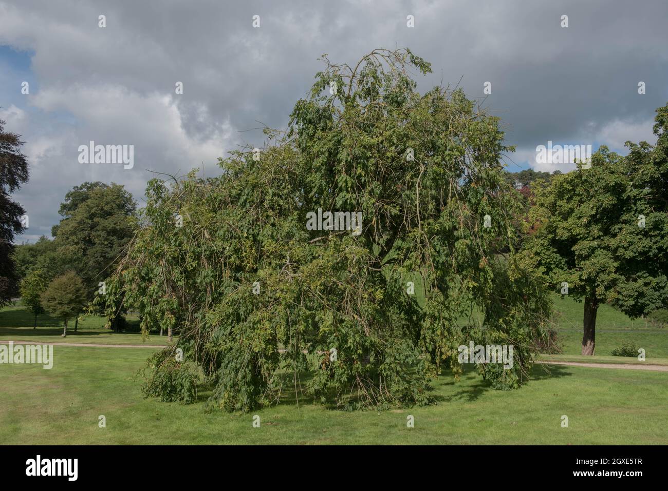 Summer Green Leaves on a Weeping Ash Tree (Fraxinus excelsior 'Pendula') Growing in a Country Cottage Garden in Rural Devon, England, UK Stock Photo