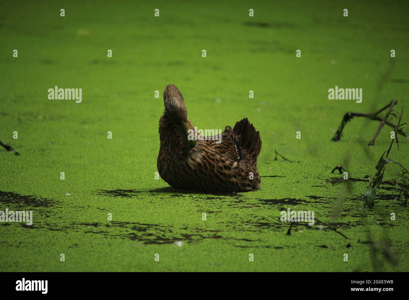 A beautiful white duck is bathing in the water of the pond Stock Photo