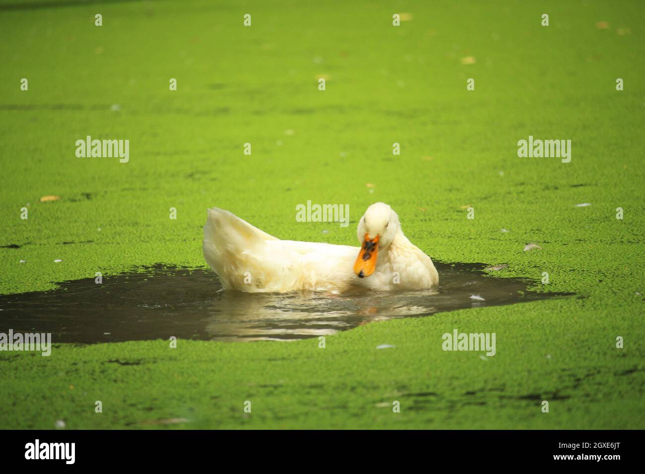 A beautiful white duck is bathing in the water of the pond Stock Photo