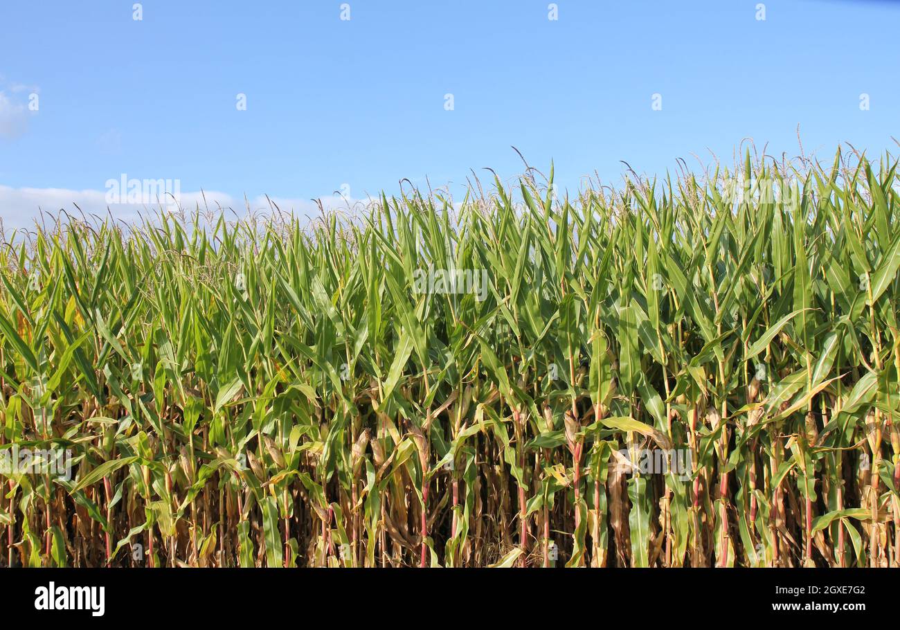 Maize field, row, for benzine, animal feed, closed planture, tightly planted. Stock Photo