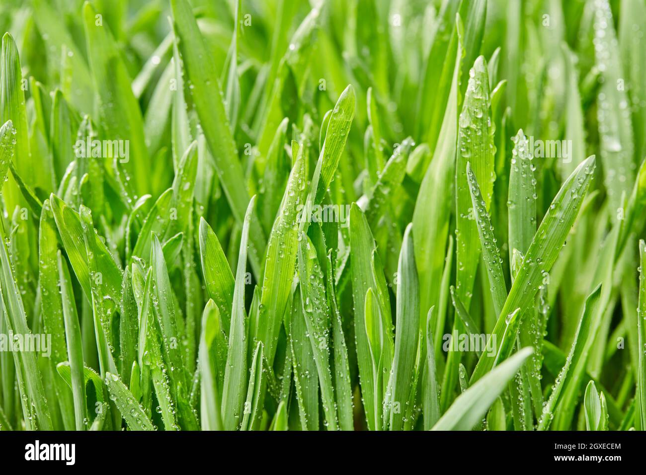 Wet close up horizontal hi-res stock photography and images - Alamy