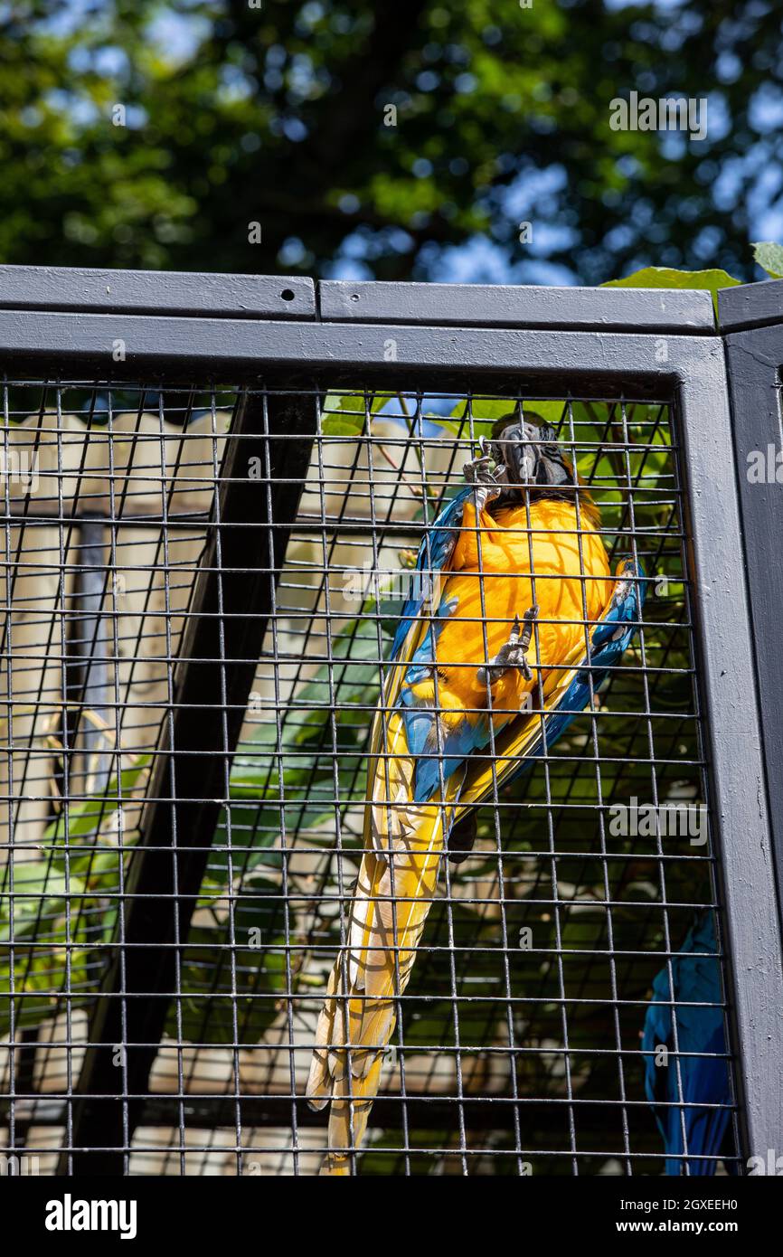 View of Blue and Yellow Macaw in a metal cage Stock Photo - Alamy