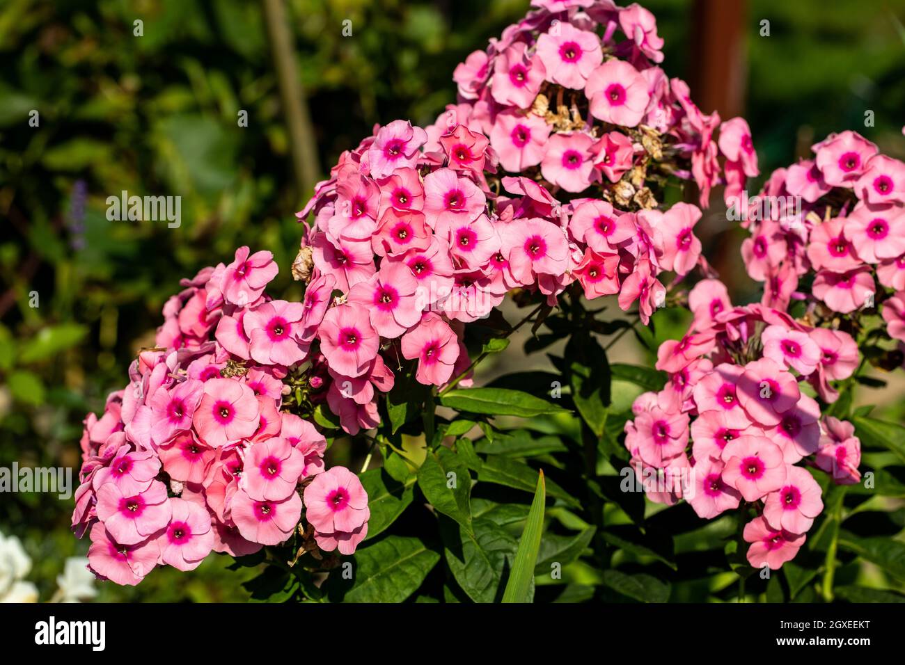 Flowering branch of pink phlox in the garden Stock Photo