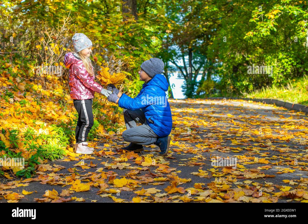 A boy squatting down gives a bouquet of yellow maple leaves a girl Stock Photo