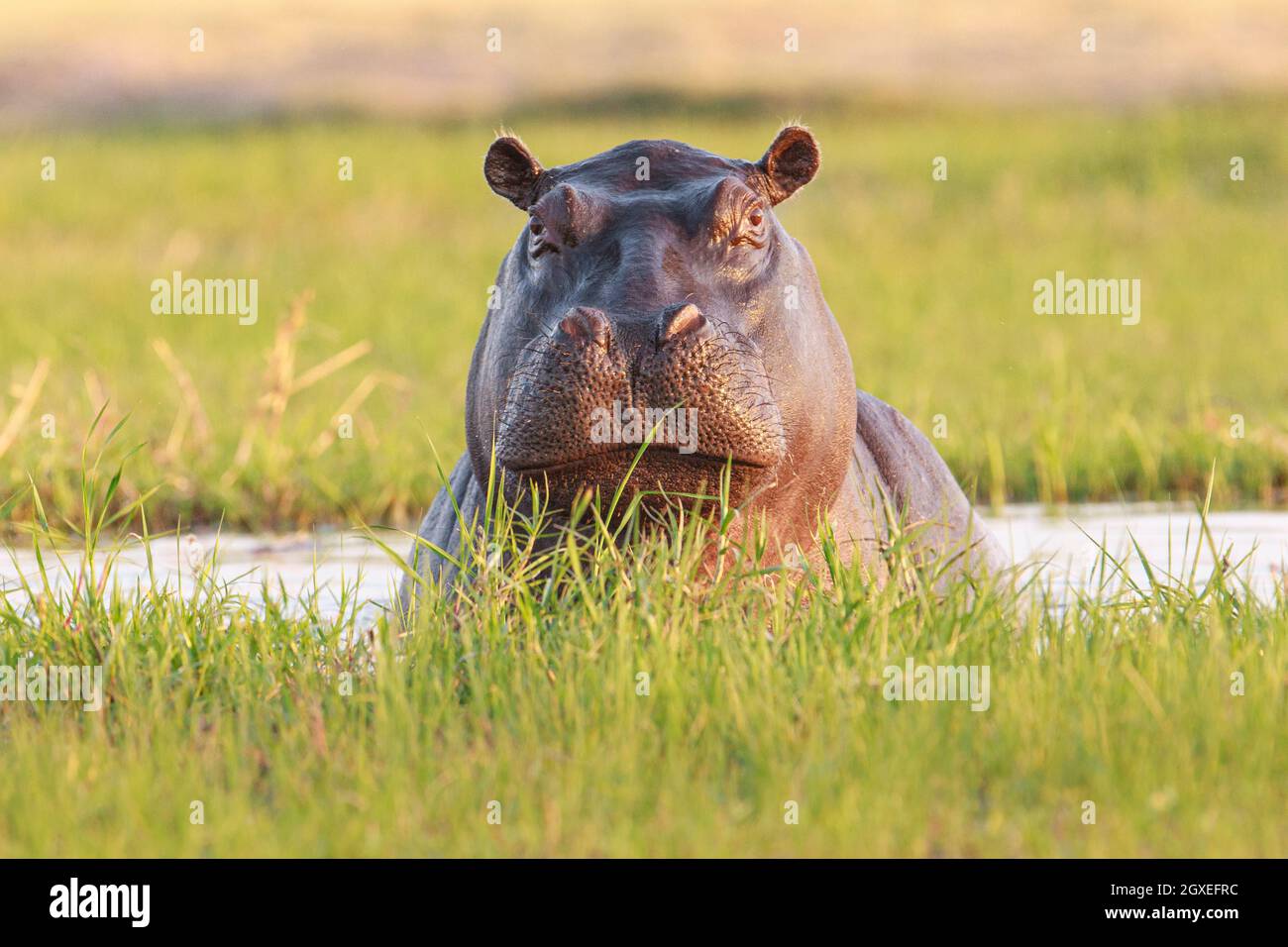 Hippo (Hippopotamus amphibius) portrait, face. Okavango Delta, Botswana, Africa Stock Photo