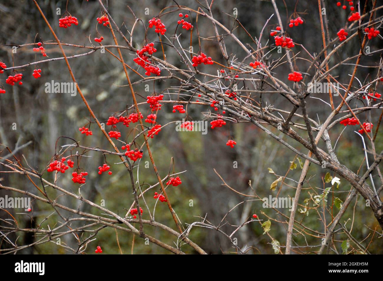 Christmas berry or coral berry, Ardisia crenata, family Primulaceae, Nikko, Japan Stock Photo