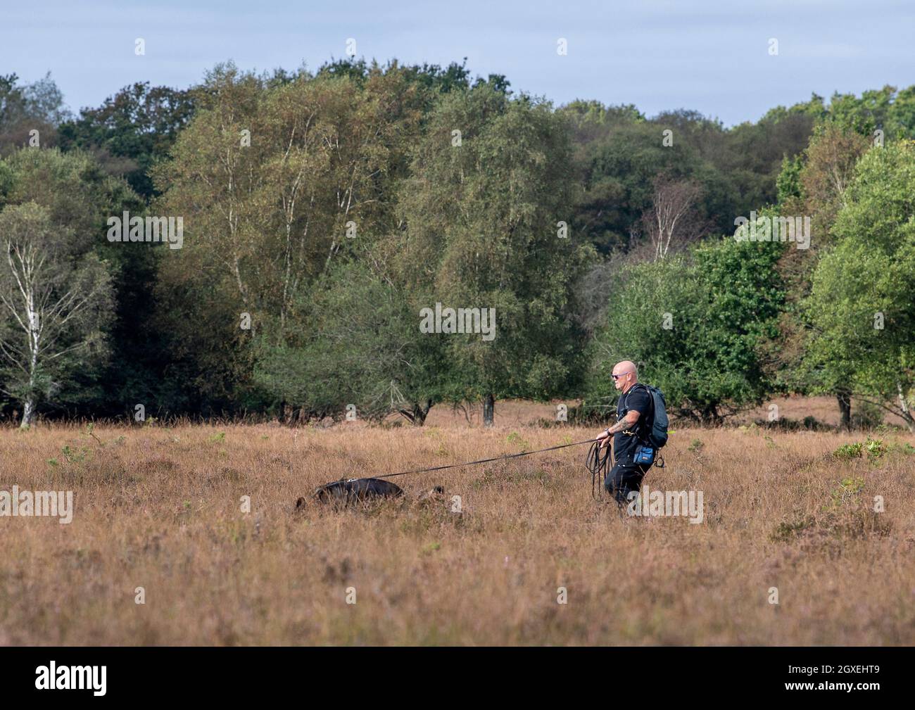 A German Shepherd Dog Tracking in the New Forest, Hampshire, England, United Kingdom Stock Photo