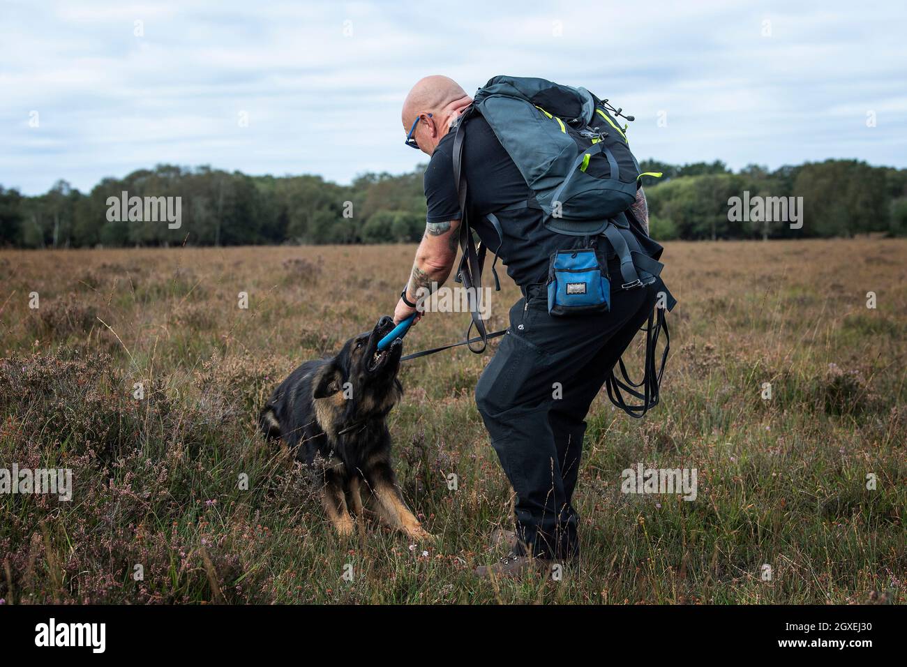 A German Shepherd Dog Tracking in the New Forest, Hampshire, England, United Kingdom. Stock Photo