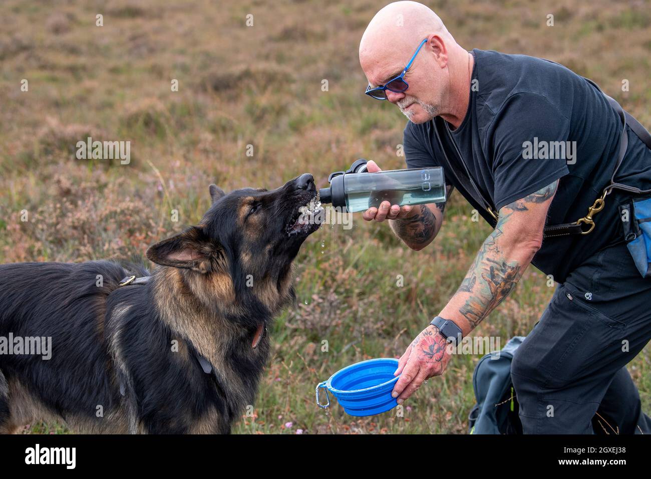 Working line german shepherd hi-res stock photography and images - Alamy