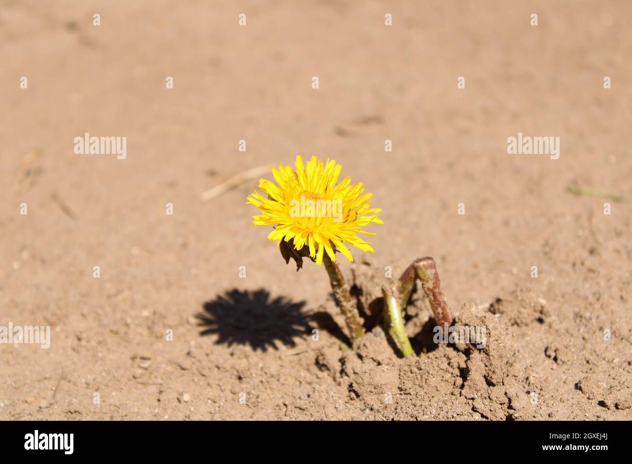 Yellow dandelion breaking through the soil Stock Photo