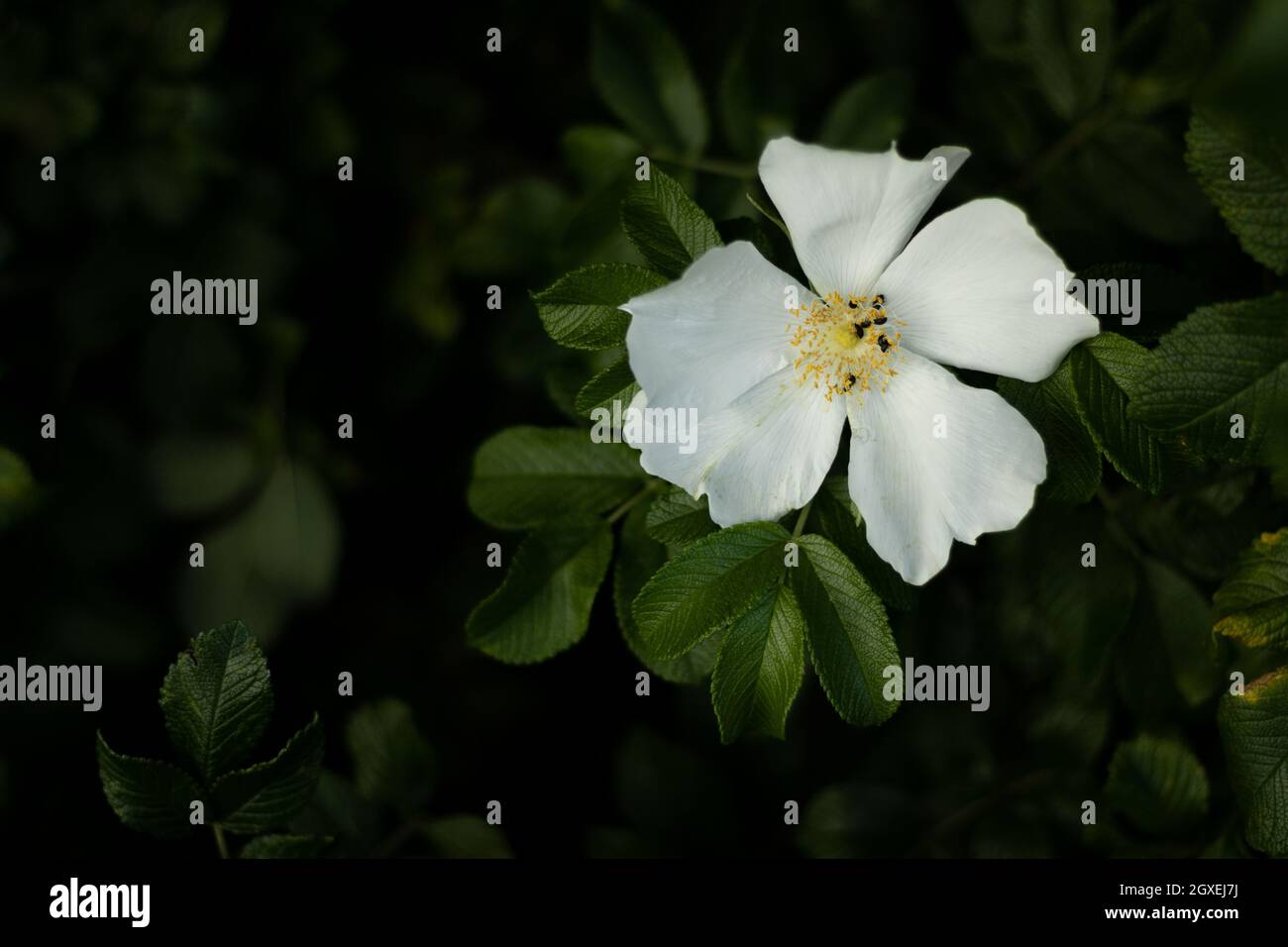 White rugosa rose in the wild, surrounded by green leaves and a dark blurry background Stock Photo