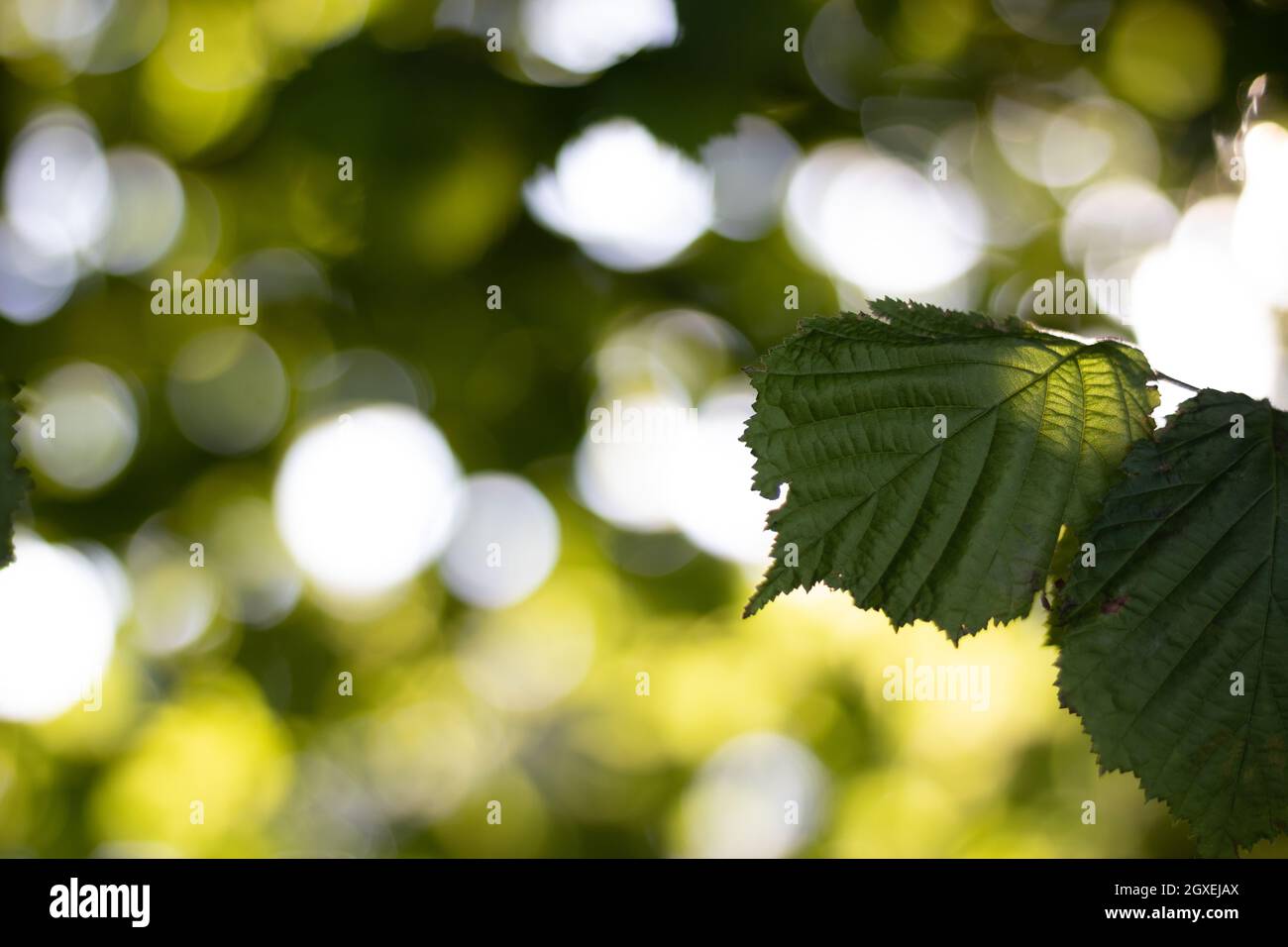 A single common hazel leaf with a nice blurry, bokeh background. The sun is lighting it from behind. Stock Photo