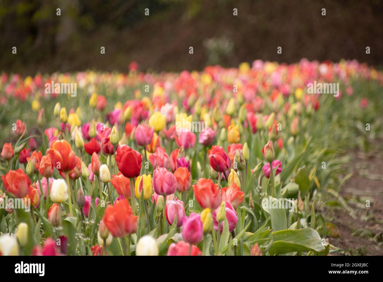 Netherland tulips field of red, yellow and purple flowers Stock Photo