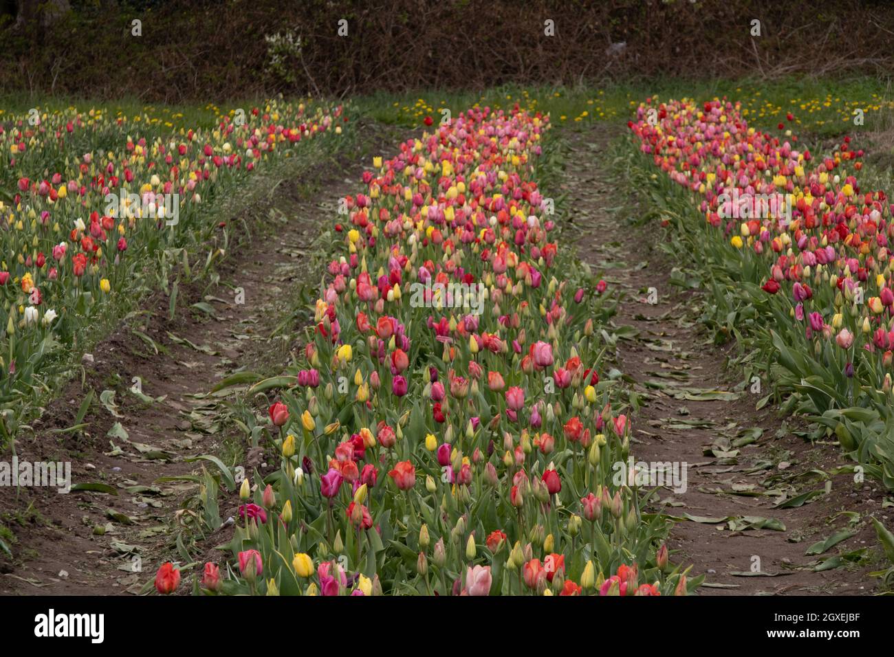Netherland tulips field Stock Photo