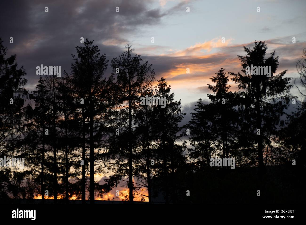 Scenic sunset with silhouettes of trees in summer Stock Photo